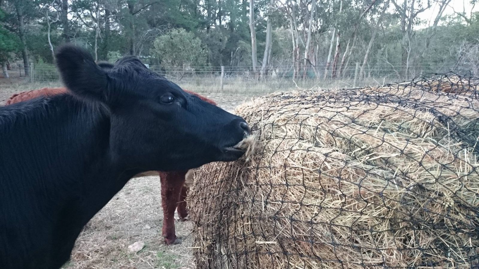 http://www.naturalhorseworldstore.com/super-tough-round-bale-6cm-haysaver-net/